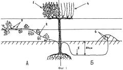Способ уменьшения изреженности на привитых виноградниках (патент 2290783)