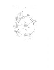 Вирусоподобные частицы (vlp) из гликопротеина вируса бешенства (патент 2575800)