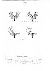 Способ формирования кроны плодовых деревьев (патент 1743470)