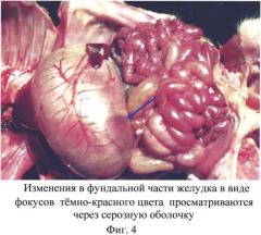 Способ вскрытия желудка свиней для проведения патоморфологических исследований (патент 2559150)