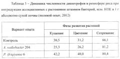 Штамм ассоциативных бактерий phyllobacterium ifriqiyense 6, активный азотфиксатор и ростстимулятор для повышения продуктивности риса (патент 2649362)