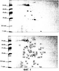 Внеклеточная гиалуронидаза из streptomyces koganeiensis (патент 2553205)