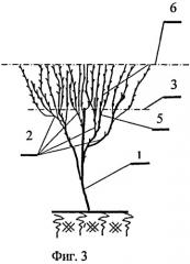 Способ формирования кроны плодовых деревьев и ягодных культур (патент 2486746)