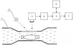 Способ подсчета молоди рыб в потоке воды (патент 2300195)