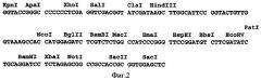 Ген ммр1opt металлопротеиназы 1 (патент 2378377)