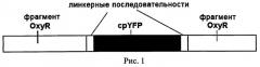 Выделенная нуклеиновая кислота, кодирующая флуоресцентный биосенсор для детекции пероксида водорода, кассета экспрессии, клетка, продуцирующая биосенсор, выделенный флуоресцентный биосенсор для детекции пероксида водорода, выделенная нуклеиновая кислота, кодирующая флуоресцентный биосенсор, оперативно слитая с нуклеиновой кислотой, кодирующей сигнал внутриклеточной локализации (патент 2493260)