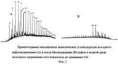 Биопрепарат для очистки почвы и воды от нефти и нефтепродуктов (патент 2361686)