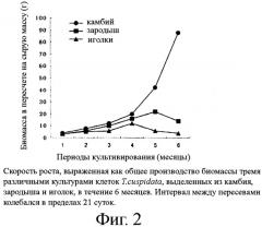 Клеточные клоны камбия, способ их выделения и консервации (патент 2398874)