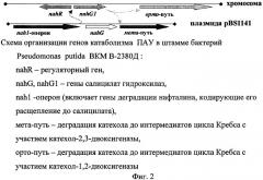 Штамм бактерий pseudomonas putida, продуцирующий поверхностно-активные вещества, для деградации полициклических ароматических углеводородов и углеводородов нефти (патент 2344170)