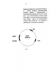 Применение рекомбинантного штамма bacillus subtilis eo-11 вкпм в-11978 в качестве продуцента субтилизиноподобной протеиназы, вещества с тромболитическими и антикоагулянтными свойствами (патент 2622006)