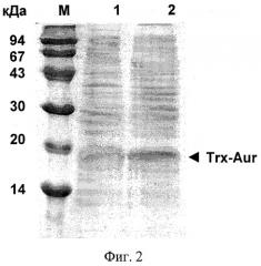 Плазмидный вектор pe-trx-aur, штамм escherichia coli для экспрессии антимикробного пептида аурелина и способ получения указанного пептида (патент 2412999)