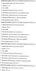 Способ идентификации микобактерий с помощью полимеразной цепной реакции (патент 2455364)