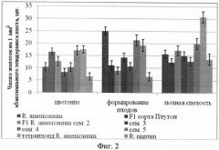 Способ оценки функциональной активности пельтатных железок (патент 2455818)