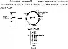 Способ ферментативного получения пента-n-ацетилхитопентаозы (патент 2460800)