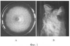 Штамм макромицета trametes versicolor, используемый в качестве продуцента для получения биологически активных противоплесневых препаратов (патент 2541770)