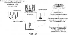Sparc-связующие пептиды и их применение (патент 2491085)