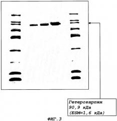 Гетерокарпин, белок растительного происхождения, обладающий противораковыми свойствами (патент 2317097)