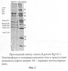 Штамм бактерий borrelia garinii bgvir-1, используемый для производства препаратов для диагностики и профилактики иксодовых клещевых боррелиозов и для оценки протективной и специфической активности профилактических и лечебных препаратов (патент 2295564)