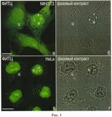 Способ выявления белков в разных типах клеток млекопитающих и человека с помощью флуоресцеин-5-изотиоцианата на микроскопическом уровне (патент 2547594)