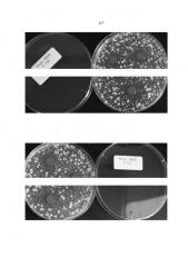 Штамм propionibacterium, обладающий ингибирующей активностью против дрожжей и плесневых грибов (варианты) и его применение (патент 2640255)