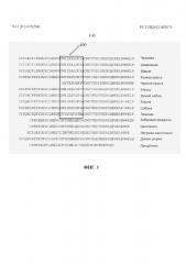Рекомбинантные белки и их применения в терапевтических целях (патент 2650574)