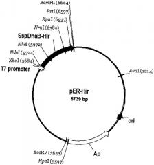 Рекомбинантная плазмидная днк per-hir, кодирующая гибридный белок, способный к автокаталитическому расщеплению с образованием [leu1, thr2]-63-десульфатогирудина, штамм escherichia coli er2566/per-hir-продуцент указанного белка и способ получения генно-инженерного [leu1, thr2]-63-десульфатогирудина (патент 2435858)