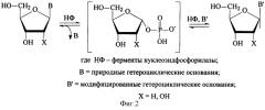 Способ получения 9-( -d-арабинофуранозил)-2-фтораденина (патент 2368662)