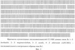 Биологический днк маркер для идентификации гена устойчивости к х вирусу картофеля (патент 2522828)