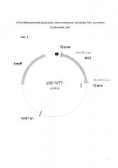 Рекомбинантный продуцент омега-амидазы человека nit2 на основе escherichia coli (патент 2642323)