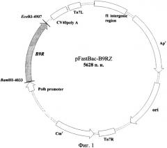 Рекомбинантная плазмидная днк pfastbac-b9rz, содержащая фрагмент генома вируса оспы обезьян, кодирующий интерферон гамма-связывающий белок, и штамм бакуловируса bvb9rz, продуцирующий растворимый интерферон гамма-связывающий белок вируса оспы обезьян (патент 2318874)