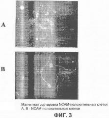 Получение терминально дифференцированных дофаминергических нейронов из эмбриональных стволовых клеток человека (патент 2345133)