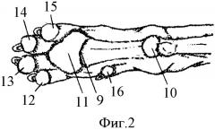 Способ измерения лапы животного для проектирования удобной обуви для собак (патент 2349081)