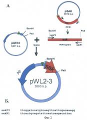 Рекомбинантная плазмидная днк, содержащая последовательность зрелой стафилокиназы staphylococcus aureus с лидерным пептидом из шести гистидиновых остатков, штамм escherichia coli mz08 и способ получения рекомбинантного белка, содержащего последовательность гена зрелой стафилокиназы с лидерным пептидом из шести гистидиновых остатков (патент 2422522)