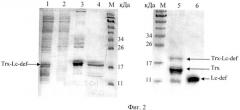 Рекомбинантная плазмидная днк pе-trx-lc-def, штамм escherichia coli для экспрессии антимикробного пептида дефенсина чечевицы lens culinaris и способ получения указанного пептида (патент 2456345)