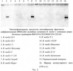 Олигонуклеотидные праймеры для генотипирования b. mallei методом полимеразной цепной реакции (патент 2474616)