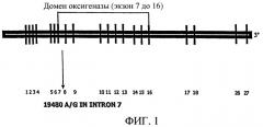 Способ выявления предрасположенности к высокогорному отеку легких (патент 2353656)