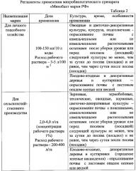 Микробиологический препарат для повышения урожайности сельскохозяйственных культур (патент 2616284)