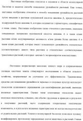 Растения с повышенной урожайностью и способ их получения (патент 2377306)