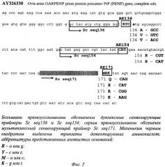 Способ генодиагностики устойчивости овец к скрепи (патент 2303067)