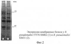 Инсерционный мутант burkholderia pseudomallei - модельный штамм для молекулярно-генетического анализа механизмов формирования множественной антибиотикорезистентности у патогенных буркхольдерий (патент 2413763)