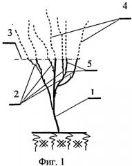 Способ формирования кроны плодовых деревьев и ягодных культур (патент 2486746)