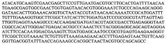 Штаммы lactobacillus plantarum и lactobacillus brevis, синтезирующие гамма-аминомасляную кислоту (патент 2575625)