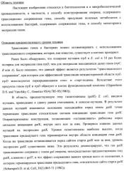 Способ конструирования оперонов, содержащих трансляционно сопряженные гены (патент 2411292)