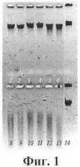 Штамм бактерий aeromonas bestiarum - продуцент щелочной рибонуклеазы, обладающий противовирусной активностью (патент 2520086)