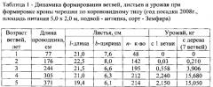 Способ формировки кроны черешни по короновидному типу на сильнорослом подвое (патент 2621138)