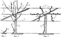Способ ведения виноградных кустов (патент 2442317)