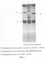 Штамм бактерий lactococcus lactis subspecies lactis вкпм в-8558, используемый в производстве молочных продуктов, и способ получения стартерной культуры штамма lactococcus lactis subspecies lactis вкпм в-8558 (патент 2295563)