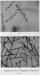 Штамм arthrospira platensis (nordst.) geitl. 1/02-t/03-5 - продуцент белковой биомассы (патент 2322489)