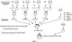 Химерные гены ospa, белки и способы их применения (патент 2636455)