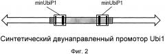 Конструкция и способ конструирования синтетического двунаправленного растительного промотора ubi1 (патент 2639538)